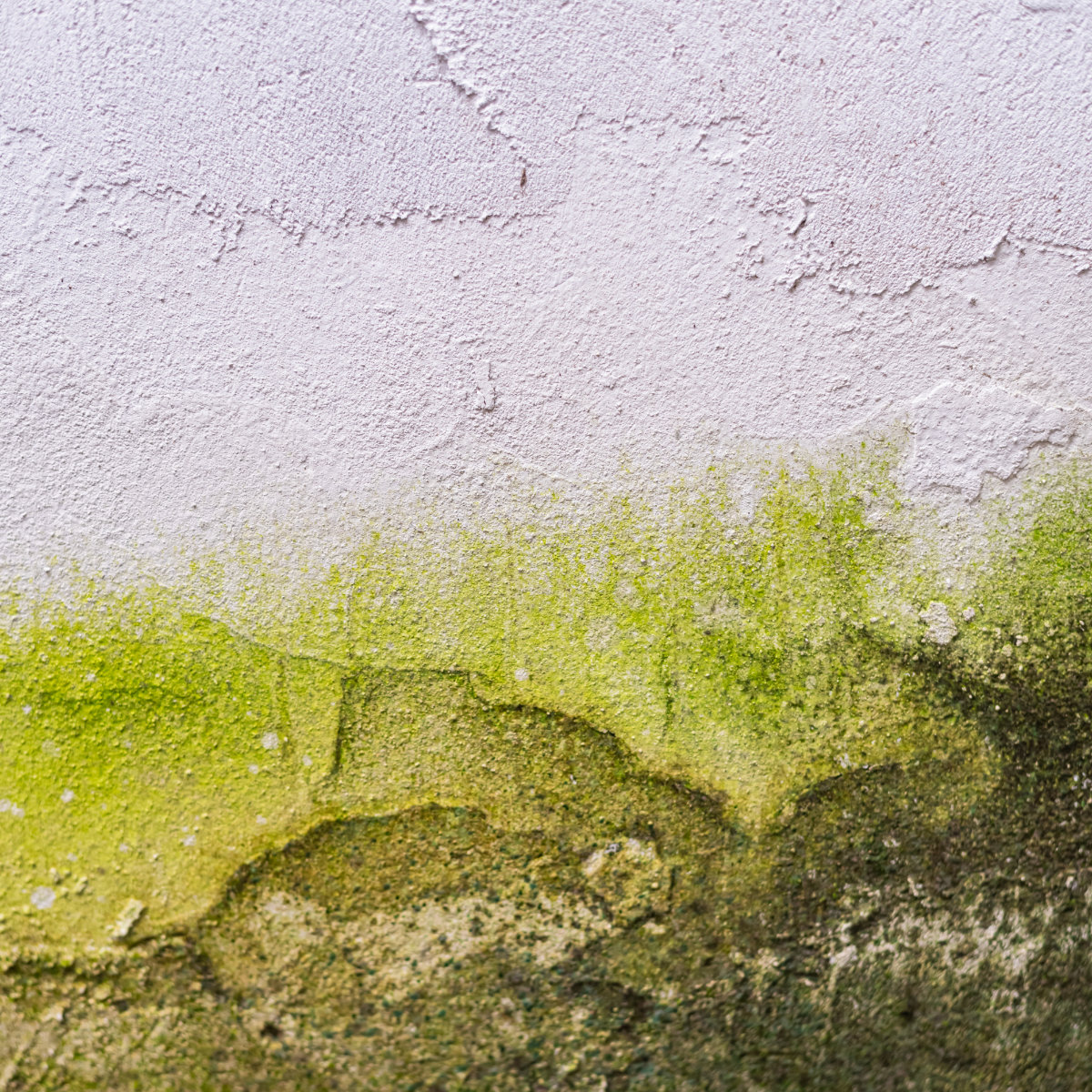 Weiße Wand mit grün-schwarzem Schimmel